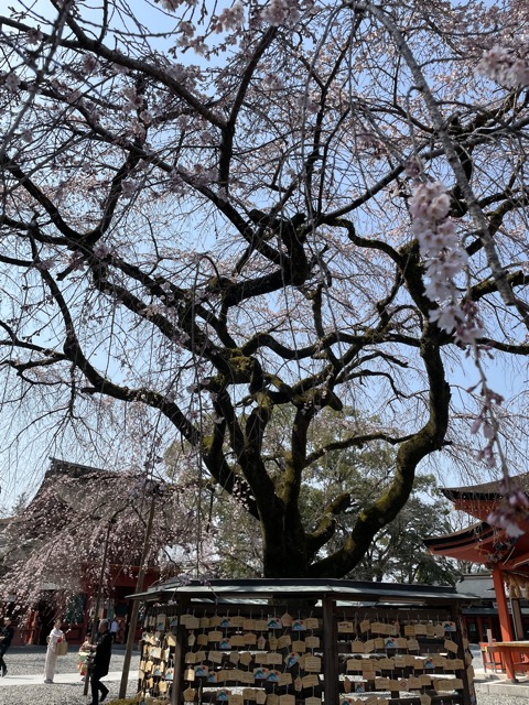2025 Spring
